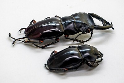 Lucanidae -Odontolabis imperialis komorii (Pair) -Palawan Island