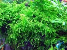Weeping Moss Vesicularia Ferriei Size: 4 Ounce Cup Live Aquarium Plants