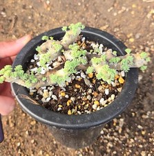 monsonia multifida, succulent caudex flowering size, 5-7 cm