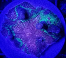 Rainbow Pectinia Live Coral Frags Nice Sized Free Shipping LSP