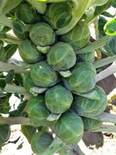 Brussel Sprout Seeds- Catskill,  