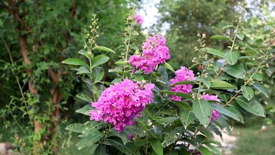 Tropical Plant Seeds -Crepe Myrtle 20 Tree Seeds -Pink Flower | eBay