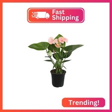 Pink Anthurium Live Plant Approx. 13-16" Tall , Real Flowers/Unique House Plant