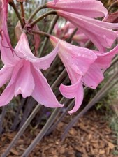 Two Amaryllis belladonna Bulbs (To Plant Yourself) Free UK Postage