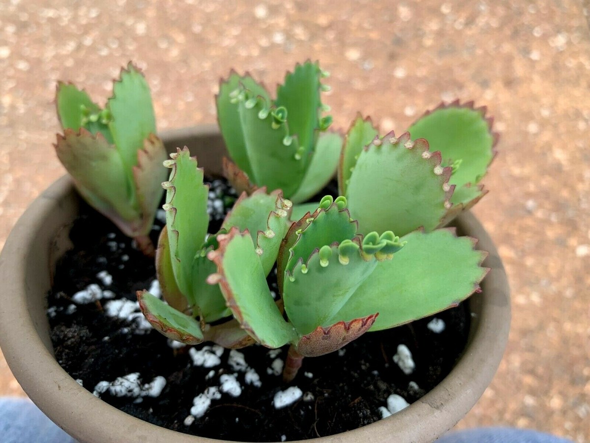 5 Mother of Thousands, Mexican Hat, Succulent plant, Kalanchoe  Daigremontiana | eBay