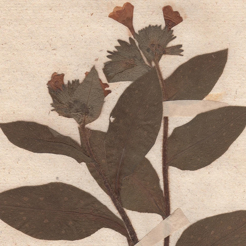 Antique 1790 herbarium dried flower scientific specimen #34 Common Lungwort - Image 2 of 3