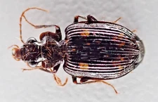 D90942. Insects, Carabidae sp. Vietnam Central
