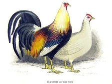 Wistar's Gray game Fowls Decor Poster. Graphic Art. Wall Interior Design. 2450