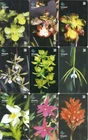 BRAZIL 2000 ORCHIDS PHONECARDS set if 9 Phone cards TELEGOIAS