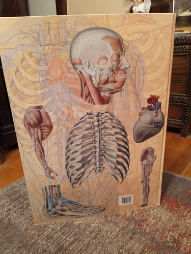 Large Human Anatomy & Physiology Book - Approximately 24"T x 17"w - Picture 2 of 3