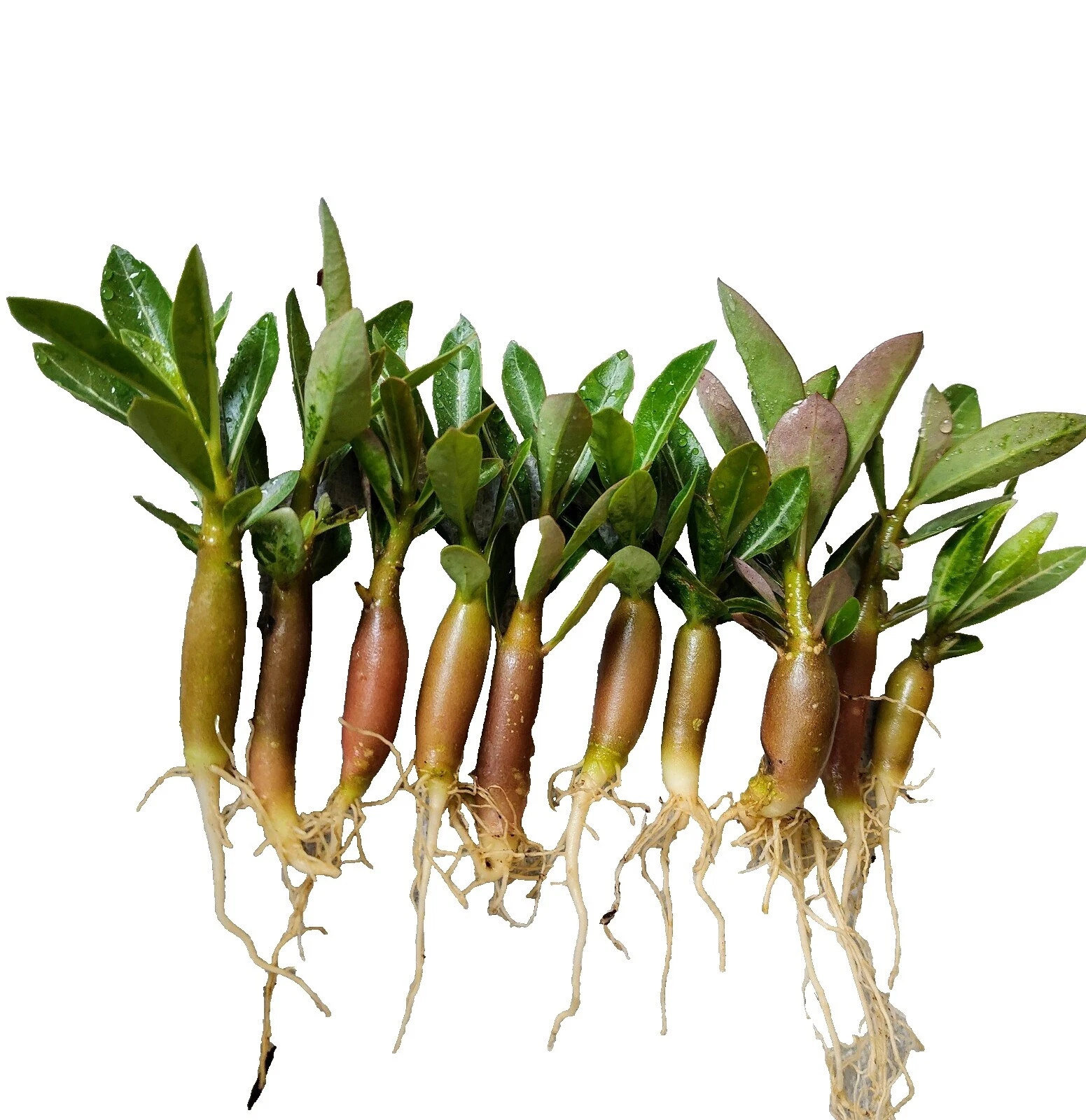 Sand Plants, Seeds & Bulbs