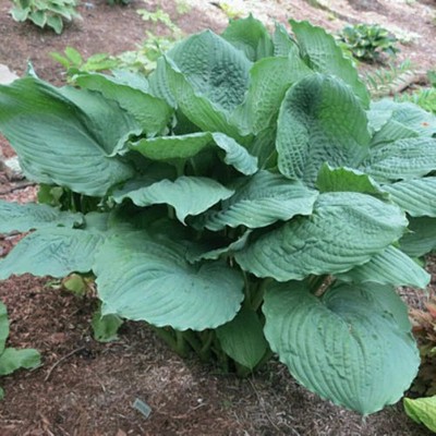 Hosta Brutus 5.25'' Pot Well Rooted Perennial Shade Plant