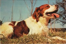 CPA AK Epagneul Breton DOG (1178296)