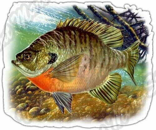 "Bluegill pesce pesca paraurti auto acqua dolce adesivo vinile decalcomania 5""X4" - Foto 1 di 1