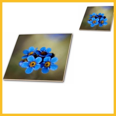 3dRose Alaska, Arctic NWR, Alpine Forget-Me-Not Flowers - Us02 Bja0002 - Jaynes