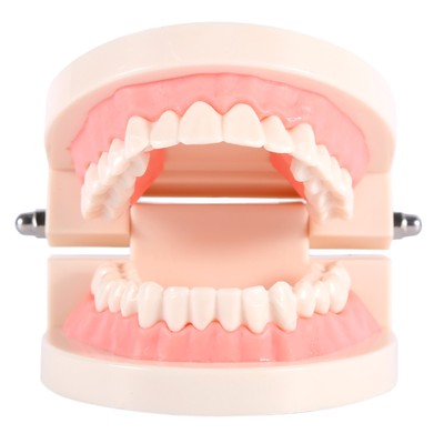 1pc Pvc Dental Teaching Study Standard Model Demonstration Unterrichten 