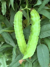 50+ Thai Winged Bean Seeds/ Dragon Bean/ dau rong Ngan Ngay/ US seller 80-90 Day