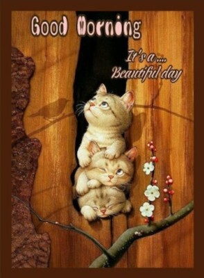 Good Morning It's a Beautiful Day Cats In Tree Refrigerator