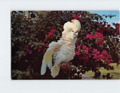 Postcard Snowball Sarasota Jungle Gardens Sarasota Florida USA