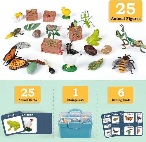Life Cycle Learning Toys for Kids: Life Science Education Kits with Butterfly, F - Picture 6 of 7