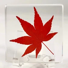 2.9" Real Red Japanese Maple Leaf in Clear Resin Dried Pressed Herb Paperweight