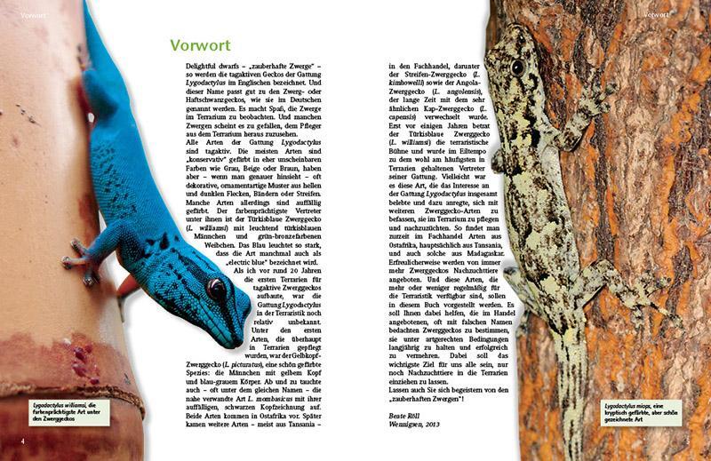 Thumbnail - Tagaktive Zweggeckos Der Gattung Lygodactylus Beate Röll