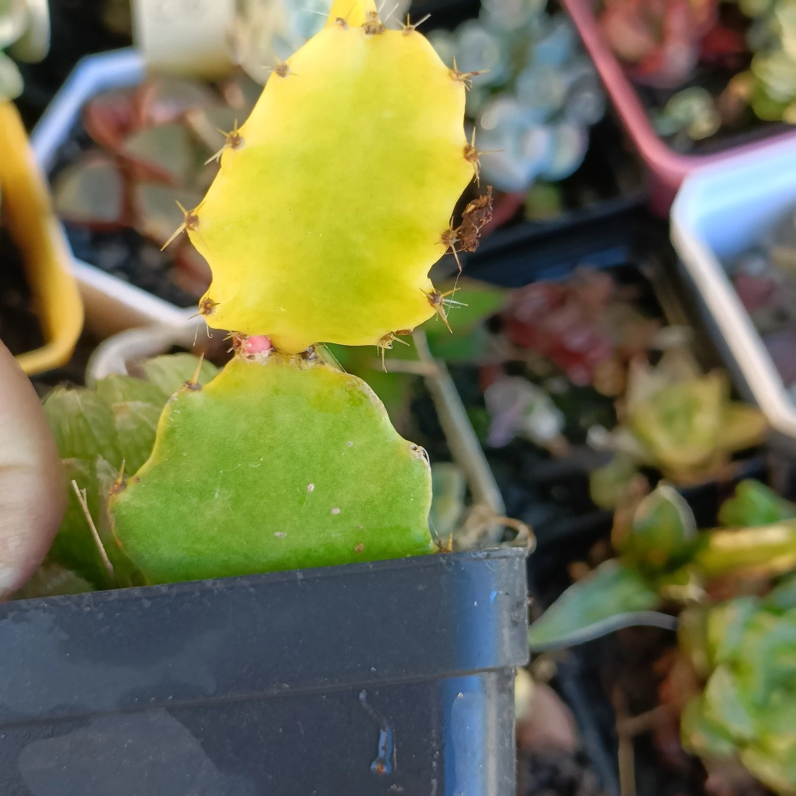 Cactus Dragon FRUIT Variegated nice Succulent plant
Opens in a new window or tab