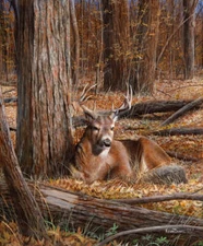 Bedding Down by Kevin Daniel Fine Art Print Deer Hunting Wildlife Nature 13x19