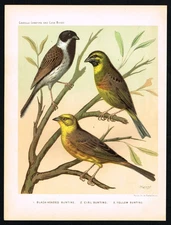 1878 Cassell Bird Print– Black-Headed Bunting, Cirl Bunting & Yellow Bunting