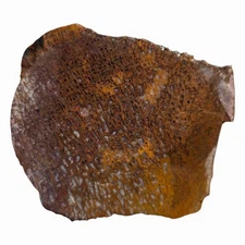 Gem Dinosaur Bone Slab from Utah – Calcite-Filled Cell Structure