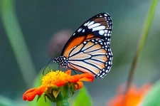 Digital Image Photo Picture Wallpaper Background Desktop Butterfly