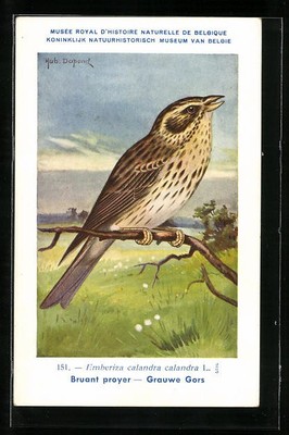 Künstler-AK Hubert Dupond: Bruant proyer, Grauwe Gors, Vogel, Emberiza calandra 