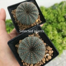 10PCS Frailea Castanea Cactaceae Succulent Cactus Plant Beautiful Plant 3cm 