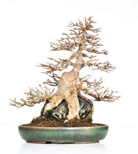obi bonsai dnger ProviPlant Bonsai-Dnger: Fr Indoor- & Outdoor Bonsai-Bume