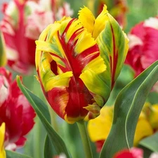 8 - TEXAS FLAME PARROT TULIP Flower Bulbs - BIG BLOOMS & ROBUST COLOR