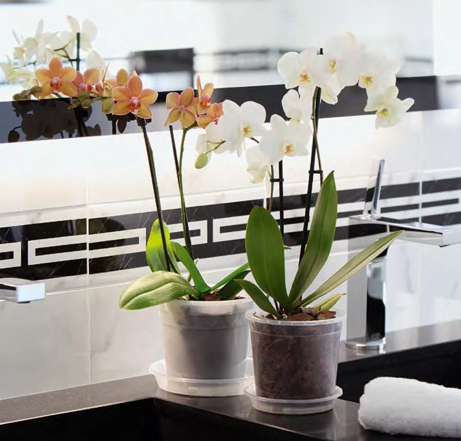 10x Geli Orchideentopf mit Untersetzer Kunststoff Transparent alle Größen - Bild 4 von 4