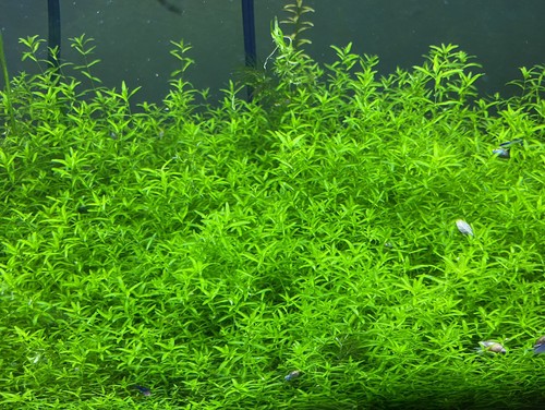 Pearl Weed 30+ Stems Live aquarium Plant Submerged Grown, Healthy, Fast Growing!