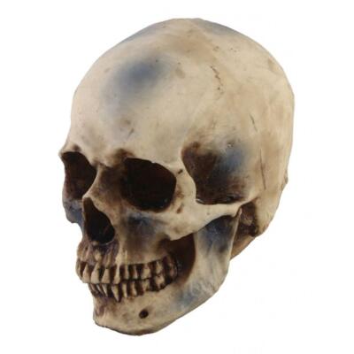 1: 1 Harzschädel Statue Skelettkopf Sammler Halloween