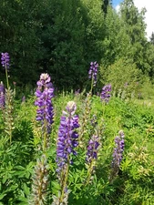 Digital Image Picture Photo Wallpaper Background Beautiful Art # 326