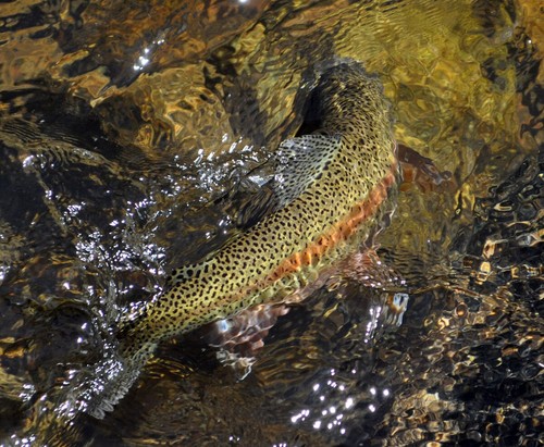Pig Sticker San Juan Worm Blood Red Nymphs - Premium Trout Fly Fishing Flies - Picture 8 of 24