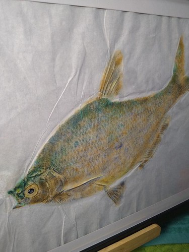 Gyotaku Dantobou Coloring Technique Fish Print ink Artwork with Frame - Picture 4 of 6