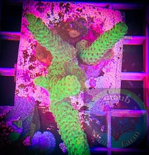 SAF~Acropora Coral Frag“WYSIWYG”, SPS, Live Coral Colony, Acro