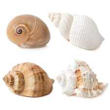 4 PCS Large Hermit Crab Shells 2 3.5Inch Natural Hermit Crab Shells 1 1.5Inch...