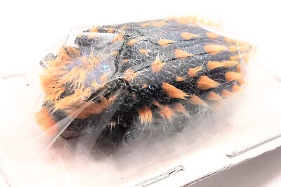 標本 RSA Julodis viridipes 27mm Buprestidae Julodis viridipes (?) 27-28mm A1 from RSA