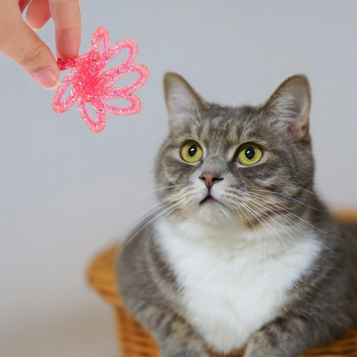 6Pcs Cat Spiral Springs Toys Pet Bite Coil Chew Kitten Sports - Picture 4 of 12