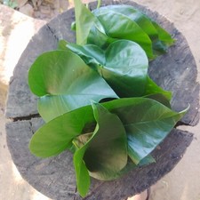 Foglie essiccate di Girithilla (Gyrinops spp.) Tisana 100% naturale |...