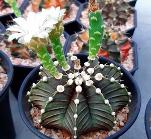 100-FRESH-SEEDS-Gymnocalycium-lb-2178-hybrid-seeds-mix-Grow-easily-Kaktus-RARE