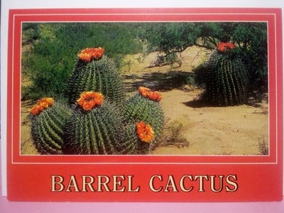 (4) different Desert Flowers sw US barrel cactus prickly pear Yucca saguaro 