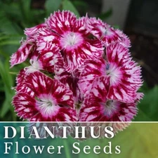 500+ Crimson Euphoria Dianthus Seeds US SELLER Annual Flower Seed Carnation Bulk