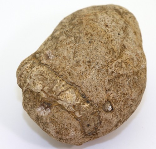 Ammoniti, Nostoceras malagasyense, gesso, Campan, Tulear, Madagascar -L117 - Foto 6 di 12